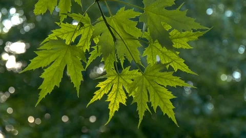 Green maple leaves over blured summer sunset background. 4K Video stock 115159666