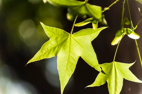 Green maple leaves Foto stock