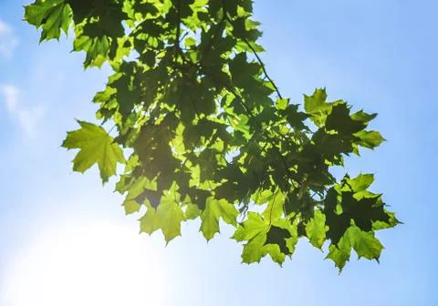 Green maple leaves Stock Photos