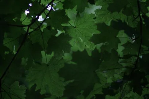 Green maple leaves Stock Photos