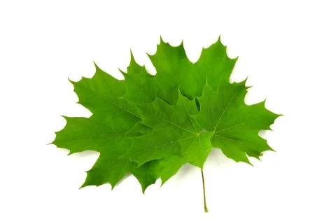 Green maple leaves Stock Photos