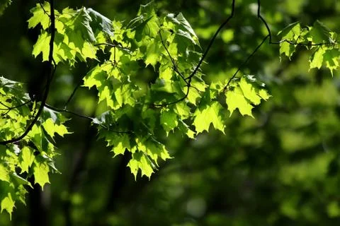 Green Maple Leaves Stock Photos