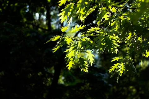 The green maple leaves in the rays of the spring sun Stock Photos