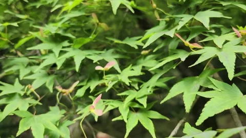 Green maple leaves with red buds fill the frame 動画素材 337698815