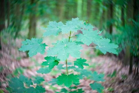 Green maple leaves. Shallow depth of field. Twisted bokeh. Фото