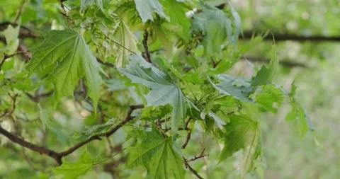 Green maple leaves in spring Stock Footage 186728978