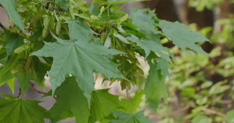 Green maple leaves in spring Stock Footage 186729249