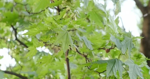 Green maple leaves in spring Stock Footage 186729914