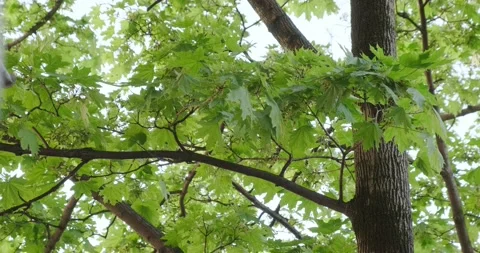 Green maple leaves in spring Stock Footage 186730109