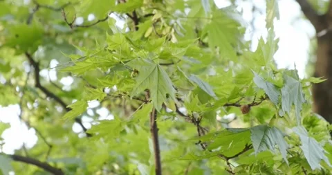 Green maple leaves in spring Stock Footage 186730518