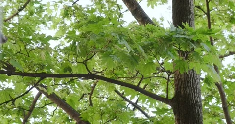 Green maple leaves in spring Stock Footage 186731048