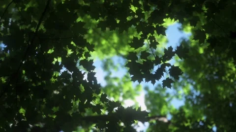 Green Maple Leaves In Summer Stock Footage 231495056