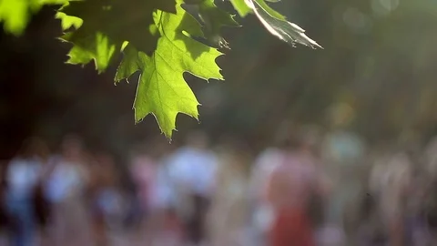 Green maple leaves on summer sunset and blurry people on abstract background Stock Footage 92986391