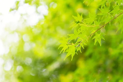 Green maple leaves sunlight background in autumn at Japan 写真素材