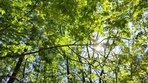 Green maple leaves with sunlight filtering through the trees Stock Footage 327051362