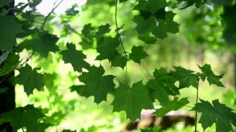 Green maple leaves sway in the wind Stock Footage 150235747