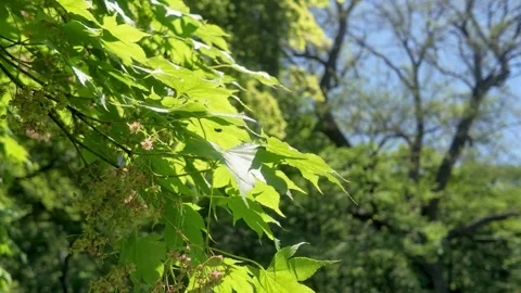 Green maple leaves swaying gently in the breeze outdoors Stock Footage 339270540