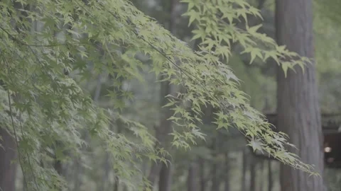 Green Maple Leaves Swaying Gently in the Wind, Log Footage Stock Footage 339850640
