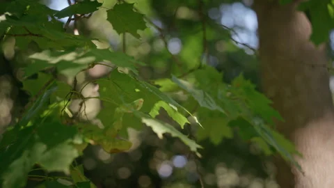 Green Maple Leaves Swaying on Tree Branch in Sunny Forest Stock Footage 344936216