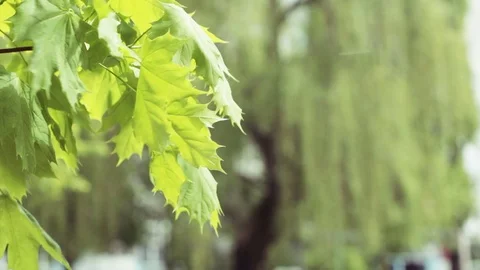 Green maple leaves swaying in the wind close-up Stock Footage 107437986