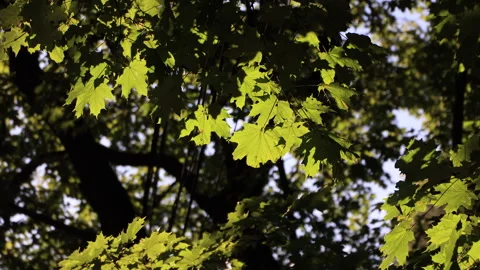 Green Maple Leaves Swaying In The Wind. Stock Footage 283744107
