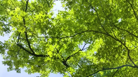 Green maple leaves swaying in the wind In a Japanese garden Stock Footage 310864902