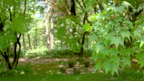 Green maple leaves swaying in the wind in a sunny forest Stock Footage 339270573