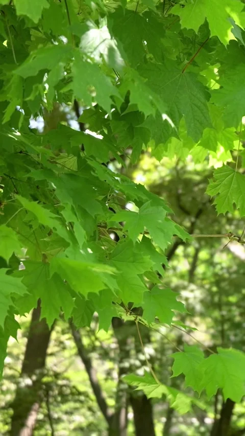 Green maple leaves swaying in the wind on sunny day Stock Footage 339271003