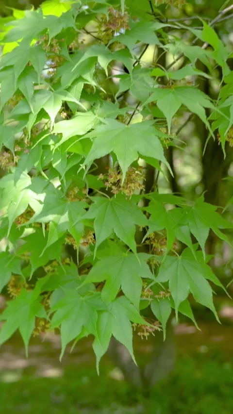 Green Maple Leaves Swaying in the Wind, Vertical Video Stock Footage 339271011