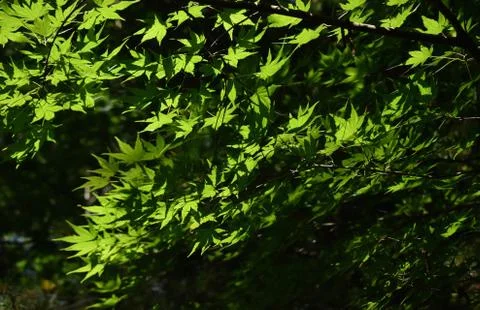 The green maple leaves through the light in Sapporo Japan Stock-Fotos