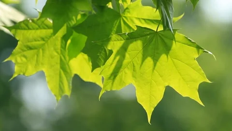 Green maple leaves on the tree and sunlight Stock Footage 89786684