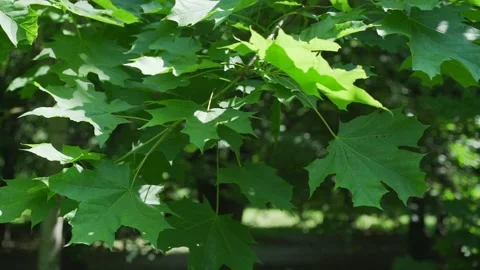 Green maple leaves on tree branch waved by light wind Stock Footage 158075486