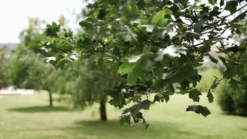 Green maple leaves on a tree in summer with sunlight Stock Footage 125756704
