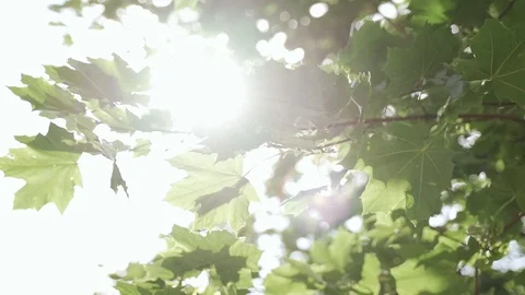 Green maple leaves on a tree in summer with sunlight Stock Footage 125756772