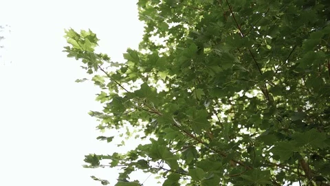 Green maple leaves on a tree in summer with sunlight Stock Footage 125756815