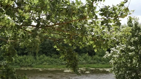 Green maple leaves on a tree in summer against the background of the river Stock Footage 125756836