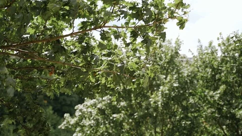 Green maple leaves on a tree in summer against the background of the river Stock Footage 125756860