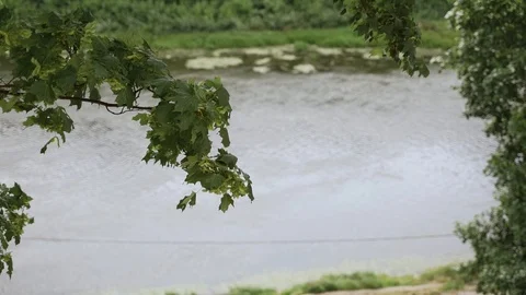 Green maple leaves on a tree in summer against the background of the river Stock Footage 125756884