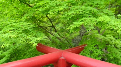 Green Maple leaves tree on windy day at Shrine Stock Footage 65230118
