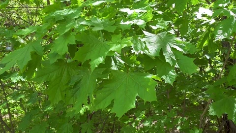 Green maple leaves waving in the wind background Stock Footage 76059797
