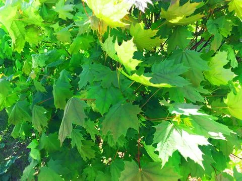 Green maple leaves waving in the wind background 스톡 사진