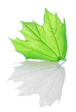 Green maple Stock Photos