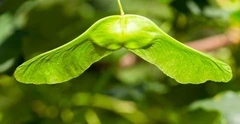 Green maple seeds Stock Photos