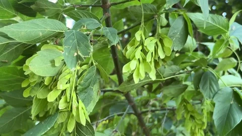 Green maple seeds in the wind. Stock Footage 279297887