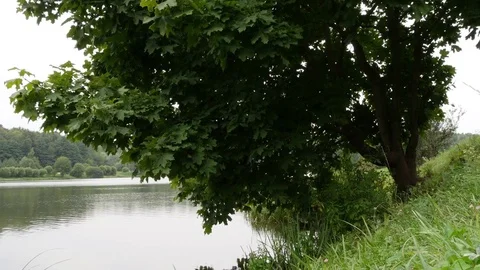 Green Maple Tree On A Background Of Lake Stock Footage