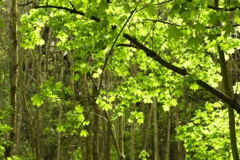 Green maple tree on the background of the sunny sky Stock Photos