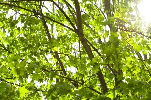Green maple tree on the background of the sunny sky Stock Photos
