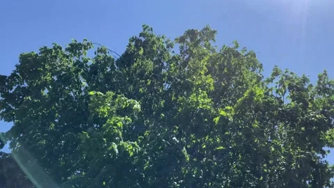 Green maple tree blows in very strong wind with blue sky and camera flare f.. Stock Footage 225509725