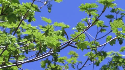 Green maple tree  with blu sky Stock Footage 52313757