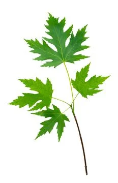 Green maple tree branch isolated on white background with clipping path. Stock Photos